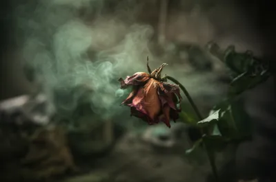 Illustration reeks - Image 1