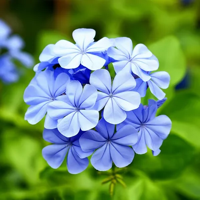 Illustration plumbago - Image 1
