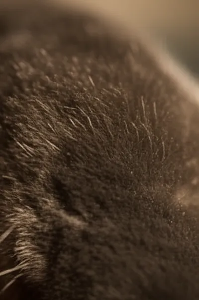 Illustration moleskin