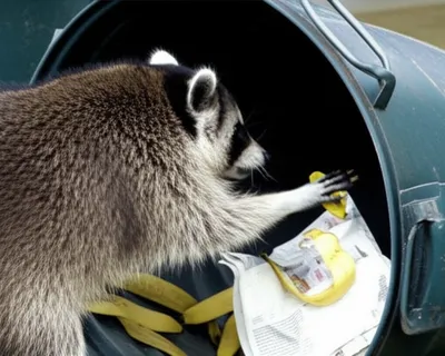 Illustration pawed - Image 1