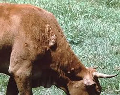 Illustration warble - Image 2