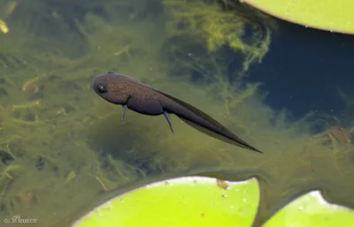 Illustration polliwog