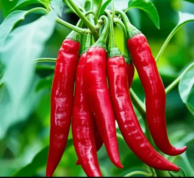 Illustration cayenne - Image 1