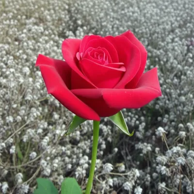 Illustration salvos - Image 1