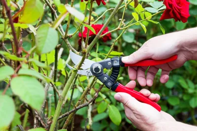 Illustration trims - Image 1