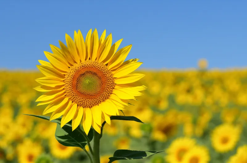 Illustration visuelle du mot « millions » - Millions