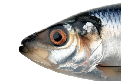 Illustration cobs - Image 1