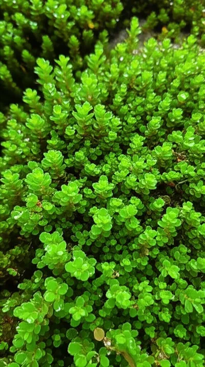 Illustration mosses - Image 1