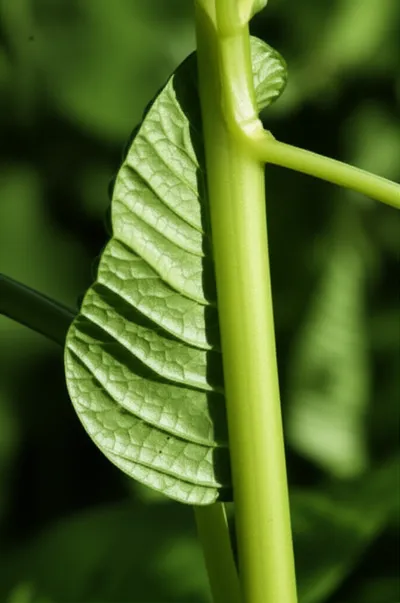 Illustration decurrent - Image 1