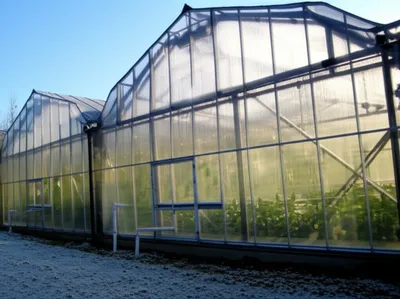 Illustration greenhouse