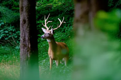 Illustration browser