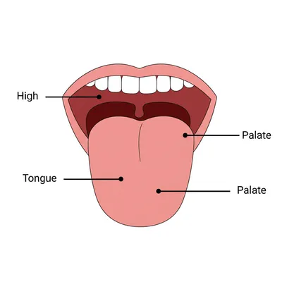 Illustration high - Image 1