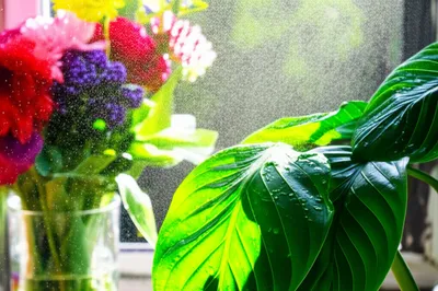 Illustration freshener