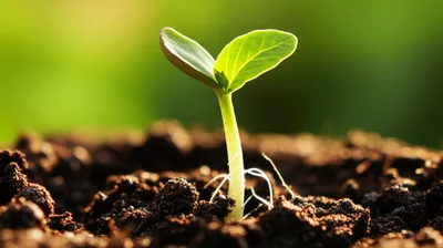 Illustration sprouting