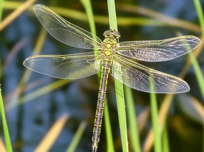 Illustration dragonfly