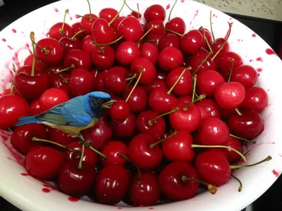 Illustration piddling - Image 1