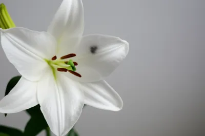 Illustration taint - Image 1