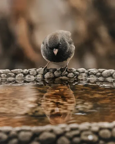 Illustration junco - Image 2