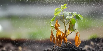 Illustration conditioners