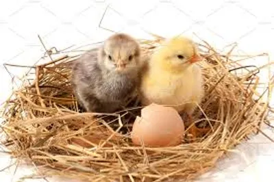 Illustration litter - Image 2