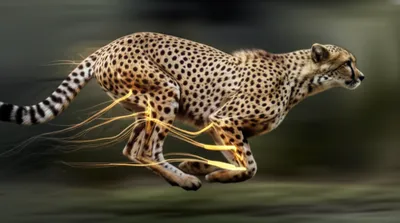 Illustration accelerators - Image 1