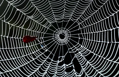 Illustration fragile