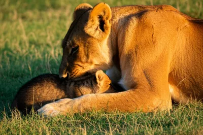 Hình ảnh minh họa suckles