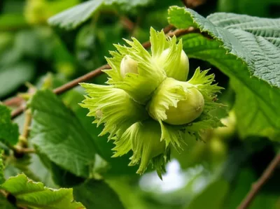 Illustration cobs - Image 1