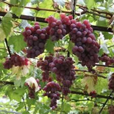 Illustration grapevine - Image 2