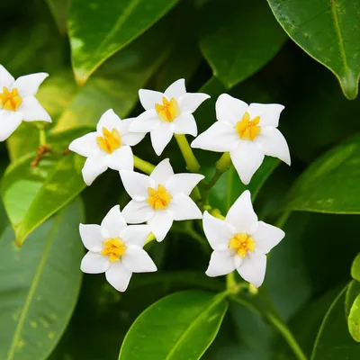 Illustration jasmine - Image 1