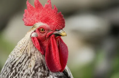 Illustration gill - Image 1