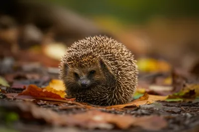 Illustration hedgehogs