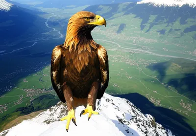 Illustration overlooks - Image 1