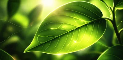 Illustration photosynthetic