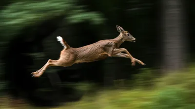 Illustration boulted - Image 1