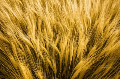 Illustration wavy - Image 1