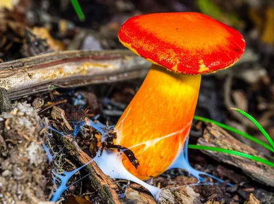 Illustration mushrooms - Image 1