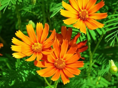 Illustration marigold - Image 1