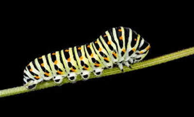 Illustration caterpillar - Image 2