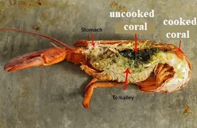 Illustration coral - Image 2