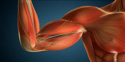 Illustration brachial