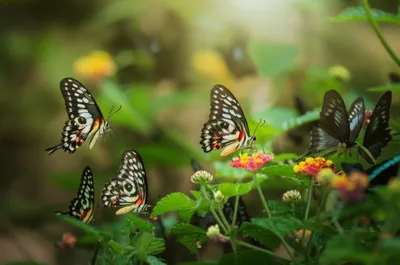 Illustration sergeants - Image 1