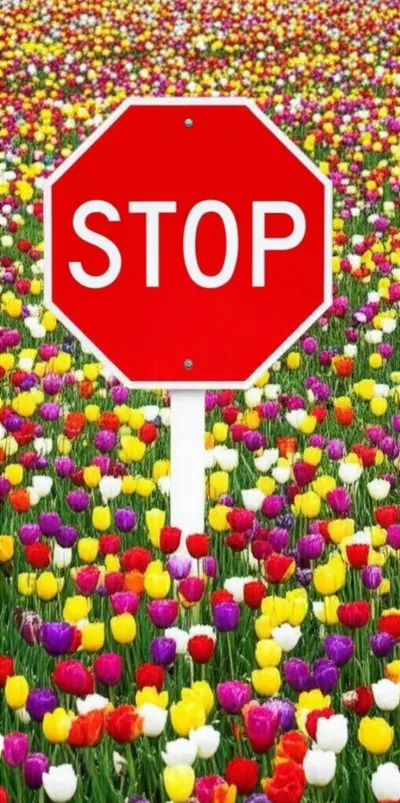 Illustration noes - Image 1