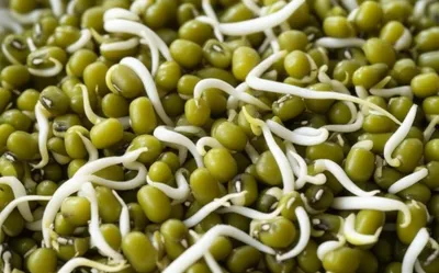 Illustration mung - Image 1