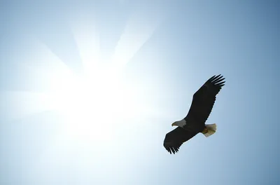 Illustration unfettered - Image 1