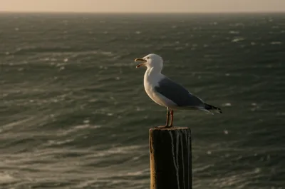 Illustration mew - Image 1