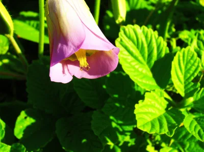 Illustration impregnating