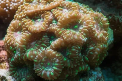 Illustration labra - Image 1