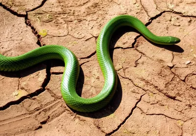 Illustration slithered