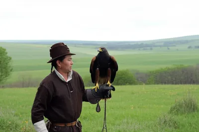 Illustration falconers